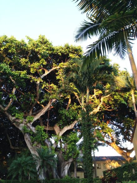 palm and banyan trees
